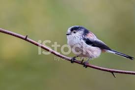 Attēlu rezultāti vaicājumam “Aegithalos caudatus adult”