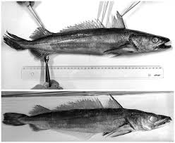 Image result for Merluccius merluccius