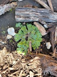 Attēlu rezultāti vaicājumam “Marchantia polymorpha”