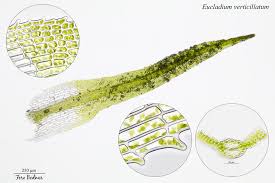 Attēlu rezultāti vaicājumam “Eucladium verticillatum”