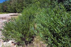 Attēlu rezultāti vaicājumam “Salix”