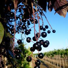 Attēlu rezultāti vaicājumam “Prunus padus var. roseiflora”
