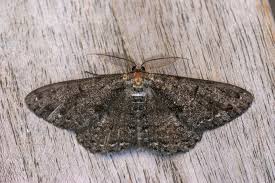 Attēlu rezultāti vaicājumam “Hypomecis roboraria”