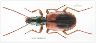 Attēlu rezultāti vaicājumam “Anchomenus dorsalis”