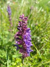 Attēlu rezultāti vaicājumam “Salvia pratensis”