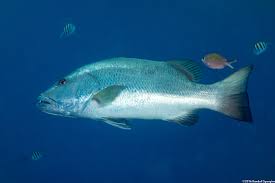 Image result for Lutjanus cyanopterus