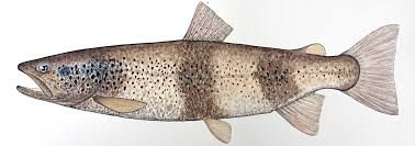 Image result for Salmo macrostigma