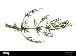 Attēlu rezultāti vaicājumam “Carum carvi leaf”