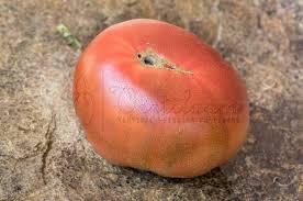 Afbeeldingsresultaat voor dark purple beefsteak tomato
