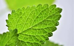 Attēlu rezultāti vaicājumam “Melissa officinalis leaf”