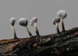 Attēlu rezultāti vaicājumam “Physarum bitectum sessile”