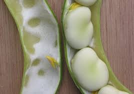 Attēlu rezultāti vaicājumam “Vicia faba”