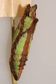 Attēlu rezultāti vaicājumam “Retinia resinella pupa”