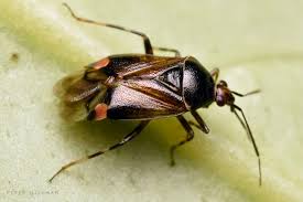 Attēlu rezultāti vaicājumam “Deraeocoris ruber imago”