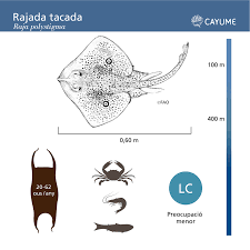 Image result for Raja polystigma