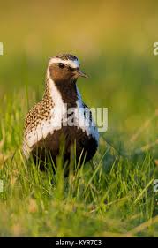 Attēlu rezultāti vaicājumam “Pluvialis apricaria adult”