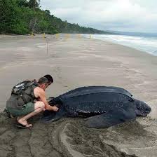 Image result for Dermochelys coriacea