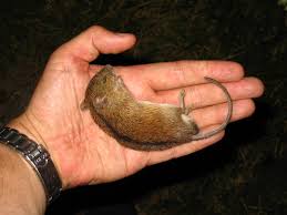 Attēlu rezultāti vaicājumam “Apodemus agrarius”