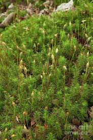 Attēlu rezultāti vaicājumam “Polytrichum formosum”