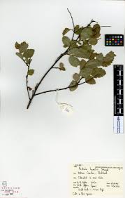 Attēlu rezultāti vaicājumam “Betula humilis”