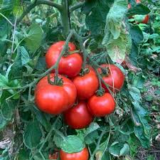 Afbeeldingsresultaat voor brandywine cherry tomato