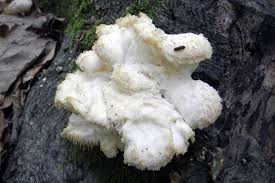 Attēlu rezultāti vaicājumam “Hericium cirrhatum”