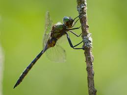 Attēlu rezultāti vaicājumam “Somatochlora flavomaculata”