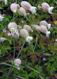 Image result for Silene vulgaris