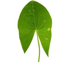 Attēlu rezultāti vaicājumam “Sagittaria sagittifolia leaf”