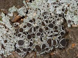 Attēlu rezultāti vaicājumam “Physcia aipolia”