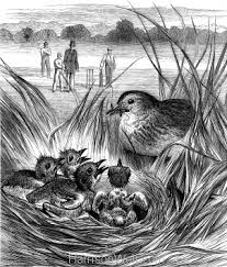 Image result for Weirs Cricket Club