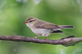 Attēlu rezultāti vaicājumam “Phylloscopus trochiloides”