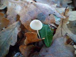 Attēlu rezultāti vaicājumam “Mycena filopes”