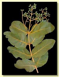 Attēlu rezultāti vaicājumam “Cribraria ferruginea”