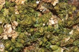 Attēlu rezultāti vaicājumam “Trilophozia quinquedentata”