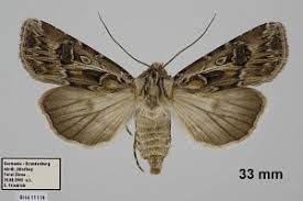 Attēlu rezultāti vaicājumam “Agrotis vestigialis”