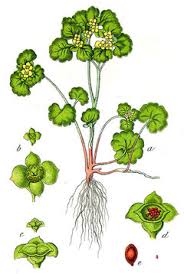 Attēlu rezultāti vaicājumam “Chrysosplenium alternifolium leaf”