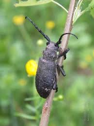 Attēlu rezultāti vaicājumam “Lamia textor”