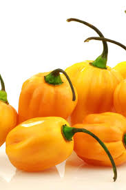 Afbeeldingsresultaat voor mme jeanette hot pepper