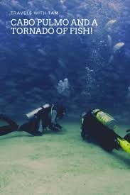 Image result for Tornado Divers