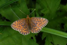 Attēlu rezultāti vaicājumam “Brenthis ino”