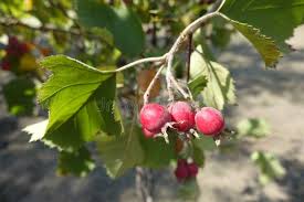 Attēlu rezultāti vaicājumam “Crataegus submollis fruit”