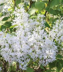 Attēlu rezultāti vaicājumam “Syringa vulgaris flower”