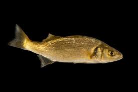 Image result for Dicentrarchus labrax