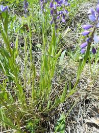 Attēlu rezultāti vaicājumam “Polygala comosa”