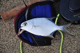 Image result for Trachinotus carolinus