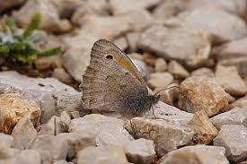 Attēlu rezultāti vaicājumam “Hyponephele lycaon male”