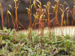 Attēlu rezultāti vaicājumam “Callicladium haldanianum”