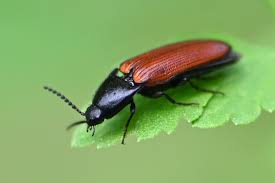 Attēlu rezultāti vaicājumam “Ampedus sanguineus”