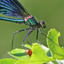Attēlu rezultāti vaicājumam “Calopteryx virgo male”